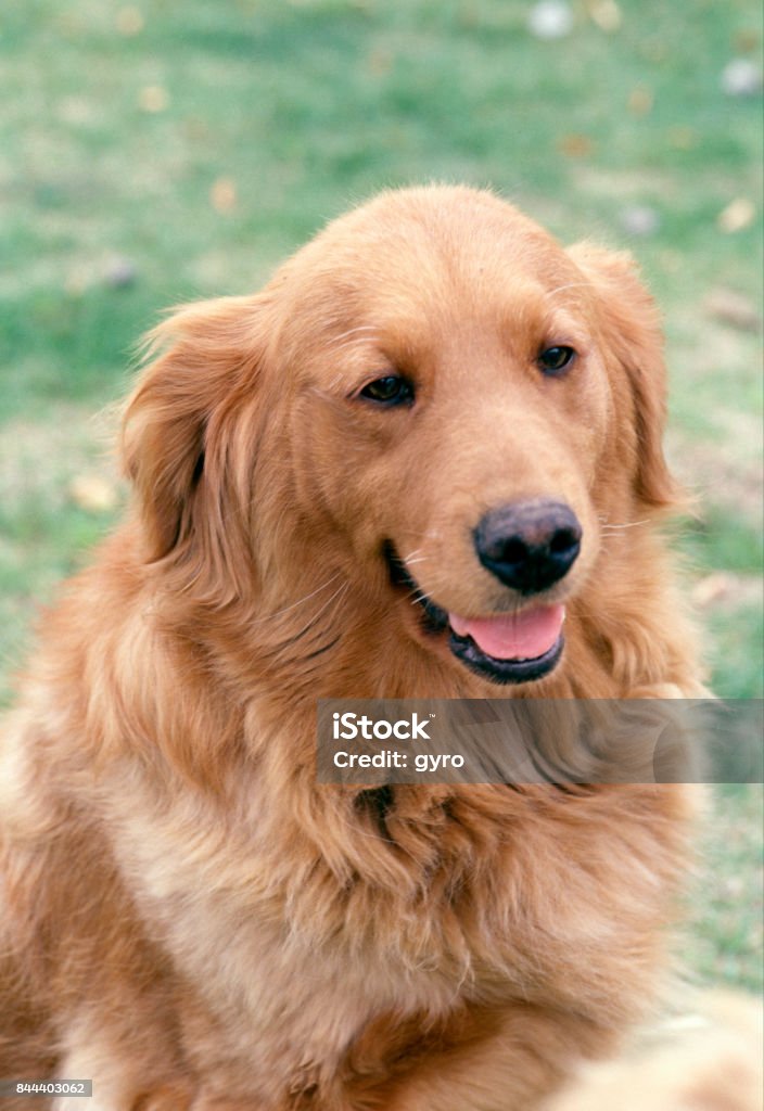 Dog Animal Stock Photo