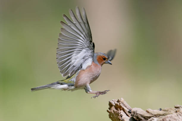 крупным планом портрет мужчины общего chaffinch (fringilla coelebs) посадки на ветке. - chaffinch стоковые фото и изображения