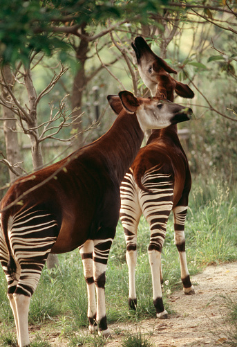 Okapi photo