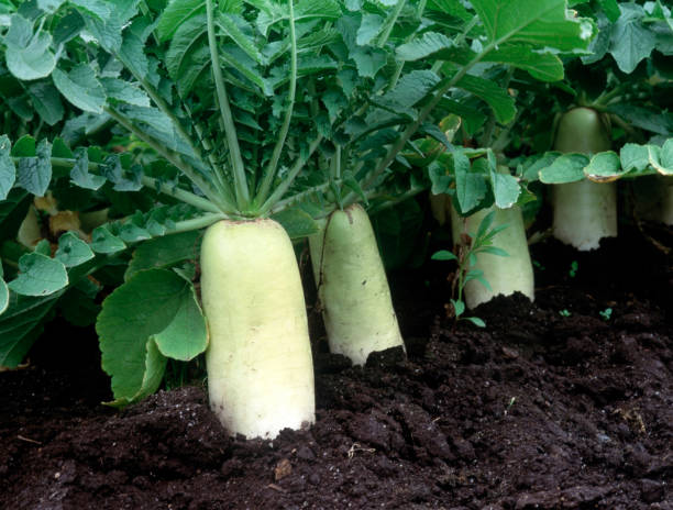 Daikon radish Daikon radish dikon radish stock pictures, royalty-free photos & images