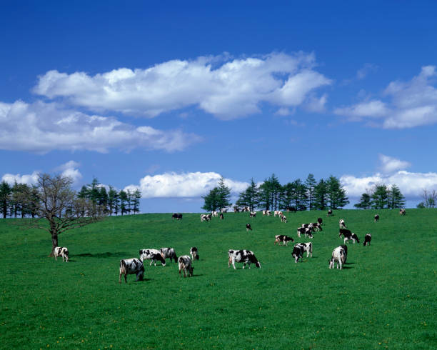 牧場の牛 - 北海道 ストックフォトと画像