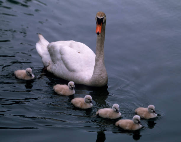 istock Swan family 844409716