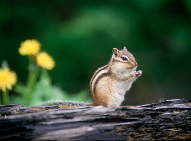 Free Stock Photo of Chipmunk resting on a weathered wooden log ...