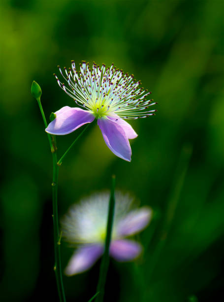 Beautiful flowers in the field with green grass.