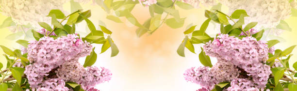istock Beautiful spring background with lilac flower 844410866
