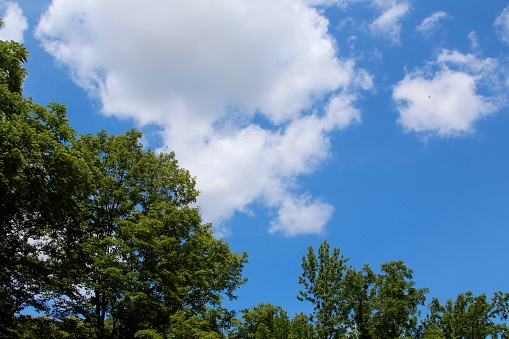 The white clouds in the sky over the treetops.