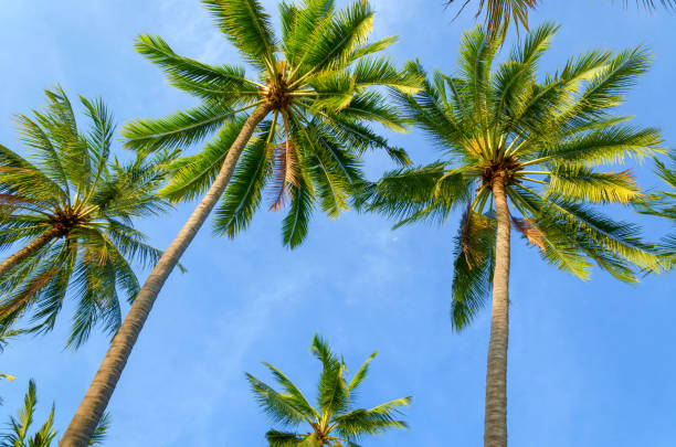 istock coconut palms in front of blue sky - high up 844413674