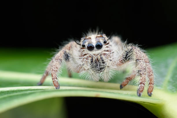 istock Super macro female Hyllus diardi or Jumping spider on green leaf 844415334