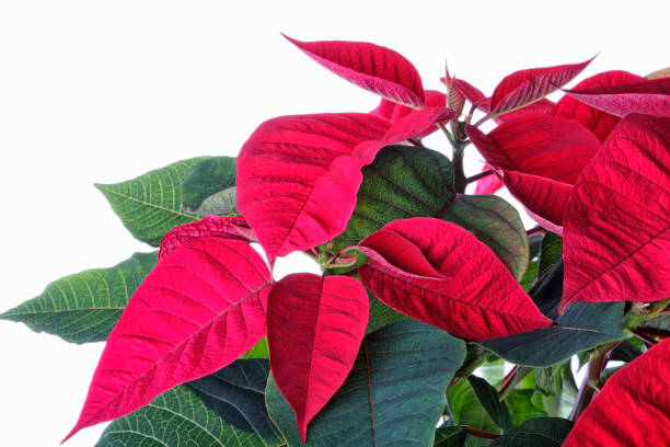 istock Euphorbia pulcherrima. 844420350