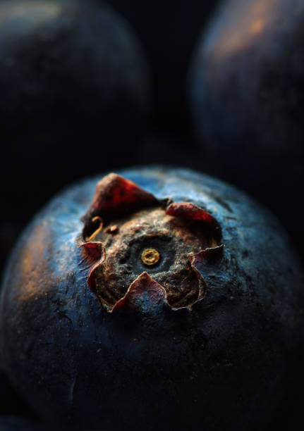 Blueberry Macro