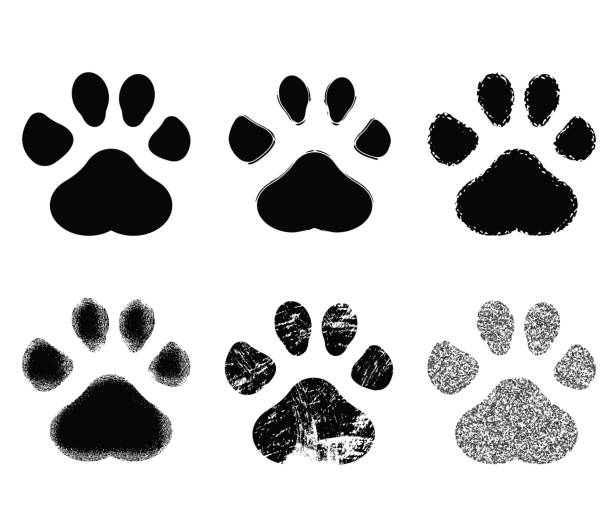 ilustraciones, imágenes clip art, dibujos animados e iconos de stock de conjunto de paw print. ilustración de vector. - cat paw print