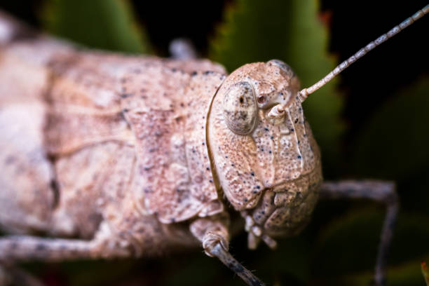 macro ad alto ingrandimento della testa del grashopper - cricket locust grasshopper insect foto e immagini stock