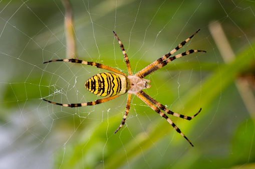 Yellow garden spider macro on a web