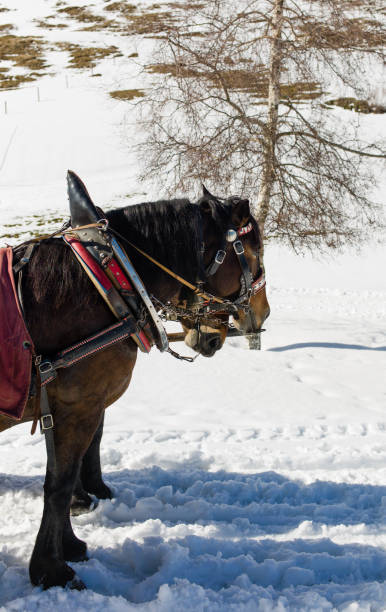 istock Carriage Horse at Wintertime 844426846
