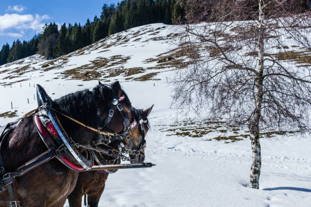 istock Sligh Horses at Wintertime 844430962