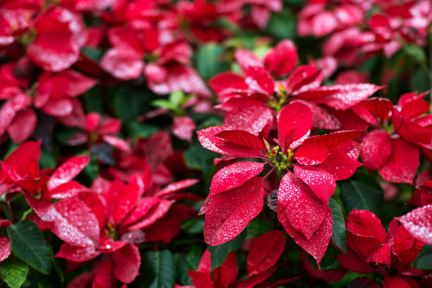 istock poinsettia christmas flower 844431270