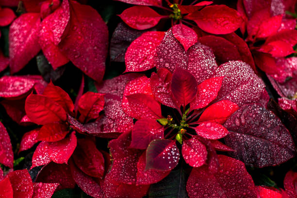 heldere kerst bloem poinsety achtergrond - december stockfoto's en -beelden