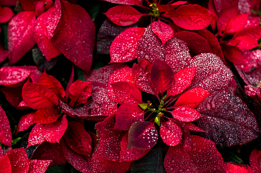 bright christmas red background festive flower poinsety wallpaper screensaver