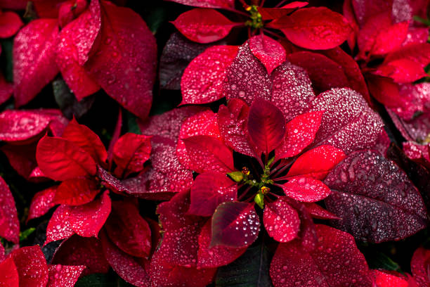 bright christmas background flower poinsety wallpaper - december imagens e fotografias de stock