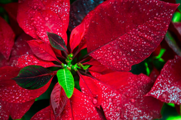 istock christmas red background  flower poinsety wallpaper 844431584