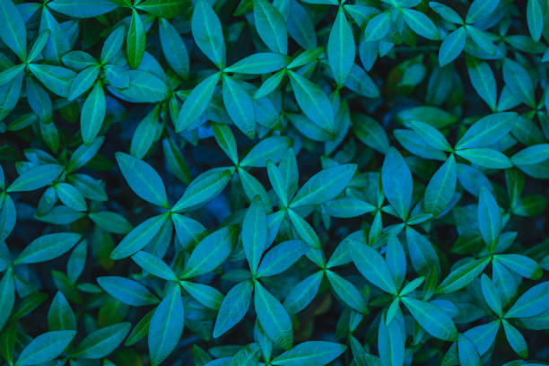 istock green carpet of leaves periwinkle 844432170