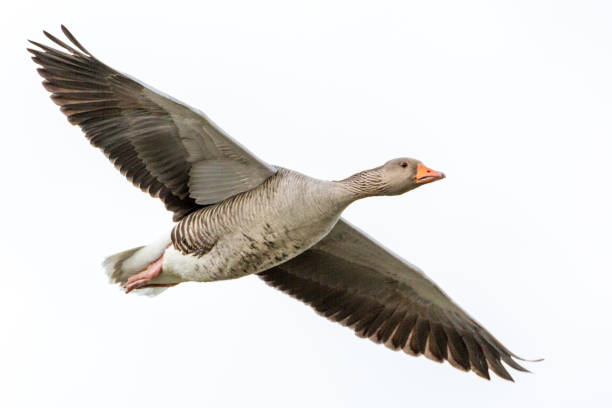 istock close up of a goose flying 844432388