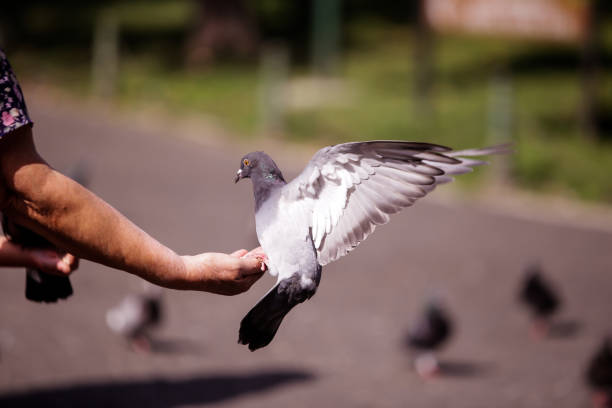 istock Woman feeds a pigeon 844433256