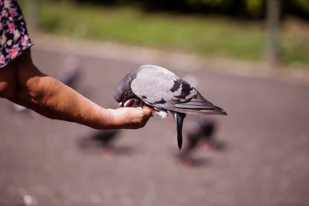 istock Woman feeds a pigeon 844433284