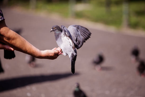 istock Woman feeds a pigeon 844433796