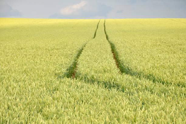 Tractor tracks in field of green crops