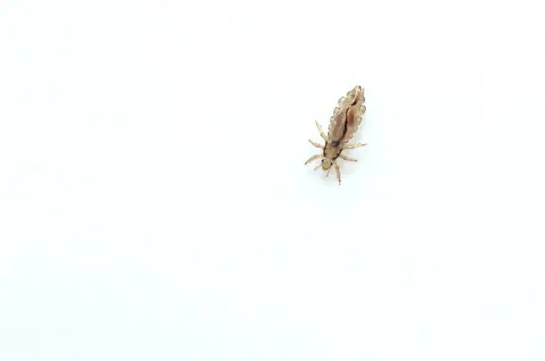 Photo of Head louse on a white background