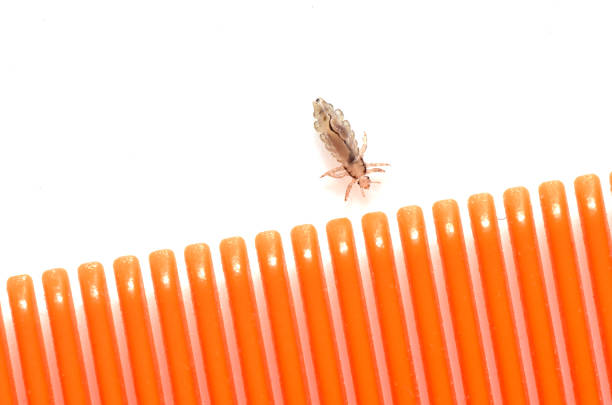 A louse on a white background next to a hairbrush for combing insects from the hair.