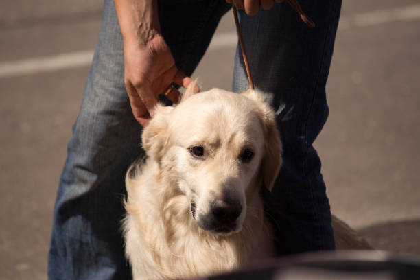 istock Golden Retriever at a Dog Show 844454648