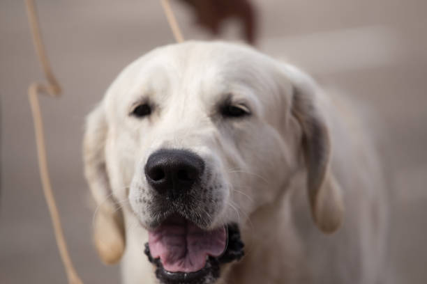 istock Golden Retriever at a Dog Show 844454676
