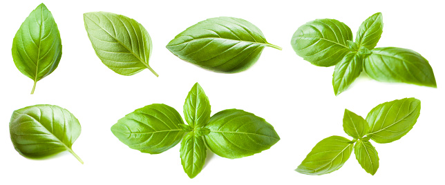 Set of Basil leaf isolated on white background. Macro. Top view.