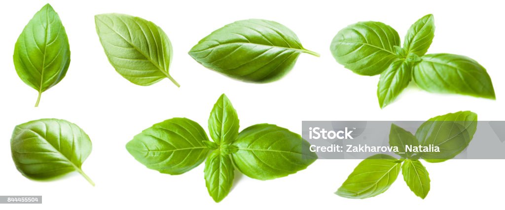 Set of Basil leaf isolated on white background. Macro. Top view. Above Stock Photo