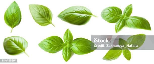 Set Of Basil Leaf Isolated On White Background Macro Top View Stock Photo - Download Image Now