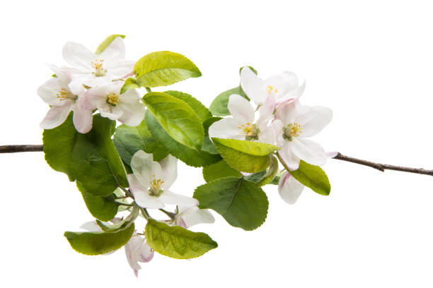 istock Flowers of an apple tree 844455638