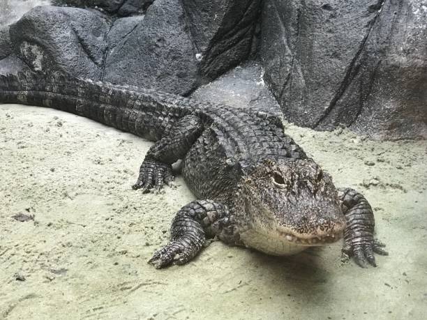 istock Buaya Yangtze river chinese alligator on sand 844455940
