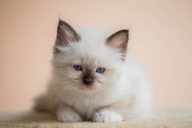 istock Kitten Sacred Birman on beige pink background 844458384