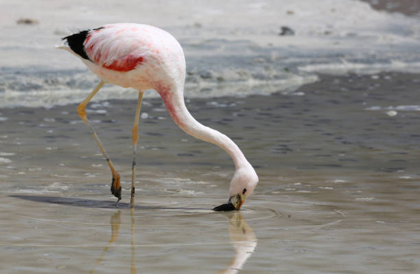 istock Andean flamingo at Laguna Hedionda (Bolivia) 844458822