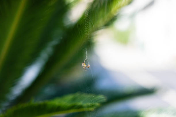 spider in net with its prey close up macro shoot