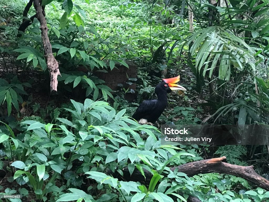 Rhinoceros hornbill in middle of green plants Rhinoceros hornbill bird in middle of green plants Hornbill Stock Photo