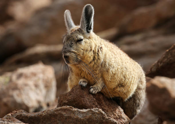 istock Southern Viscacha (Lagidium viscacia) in Siloli desert (bolivia) 844462736