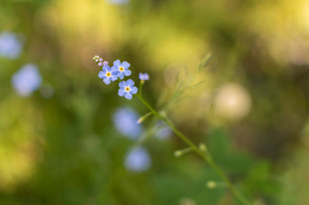 istock Flax (Linum usitatissimum) flowers over green background. 844463214