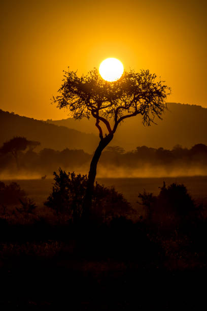 アカシアの木 - masai mara national reserve sunset africa horizon over land ストックフォトと画像