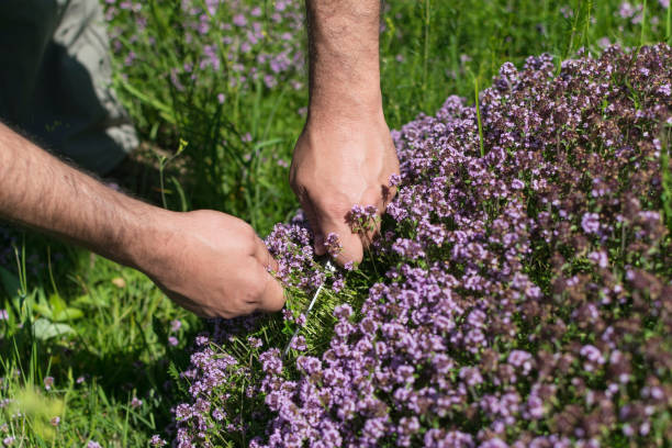 istock Mans hands collecting thyme from mountain meadow. 844469446