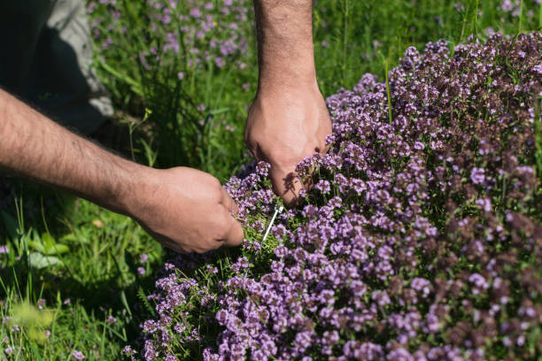 istock Mans hands collecting thyme from mountain meadow. 844469514