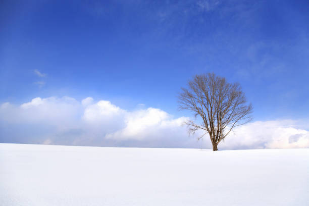 istock The philosophy of winter trees 844470804