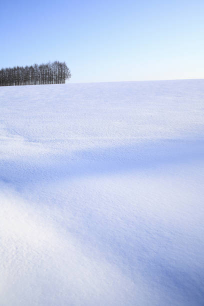 istock Larch windbreaks of snow 844471564